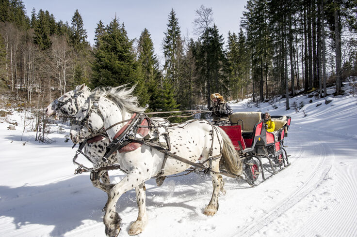 Arrival by horse-drawn sleigh in Kleinwalsertal