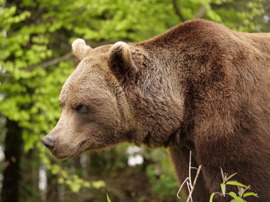 BEAR SANCTUARY Arbesbach