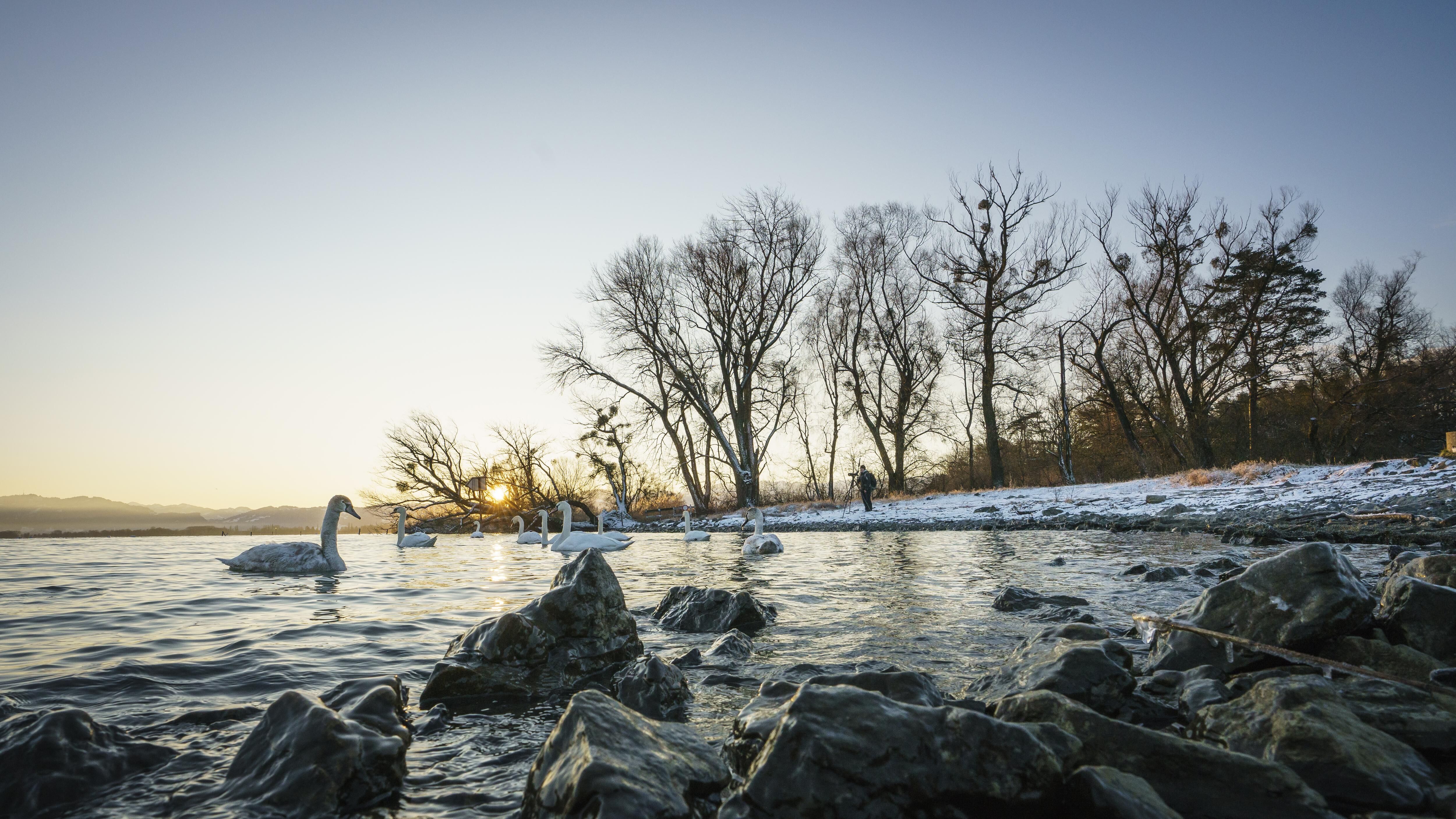 Birdwatching at Lake Constance in Vorarlberg