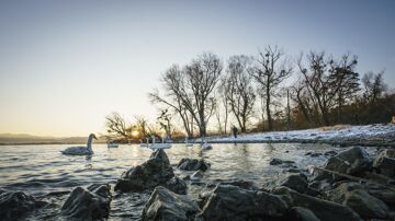 Birdwatching am Bodensee in Vorarlberg