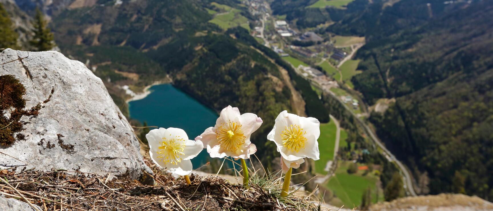 Drei Schneerosen vor einem verschneiten Bergpanorama, einem See im Tal und dem steirischen Erzberg.