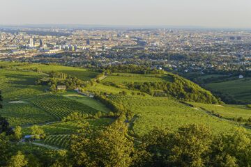 Blick über Wien