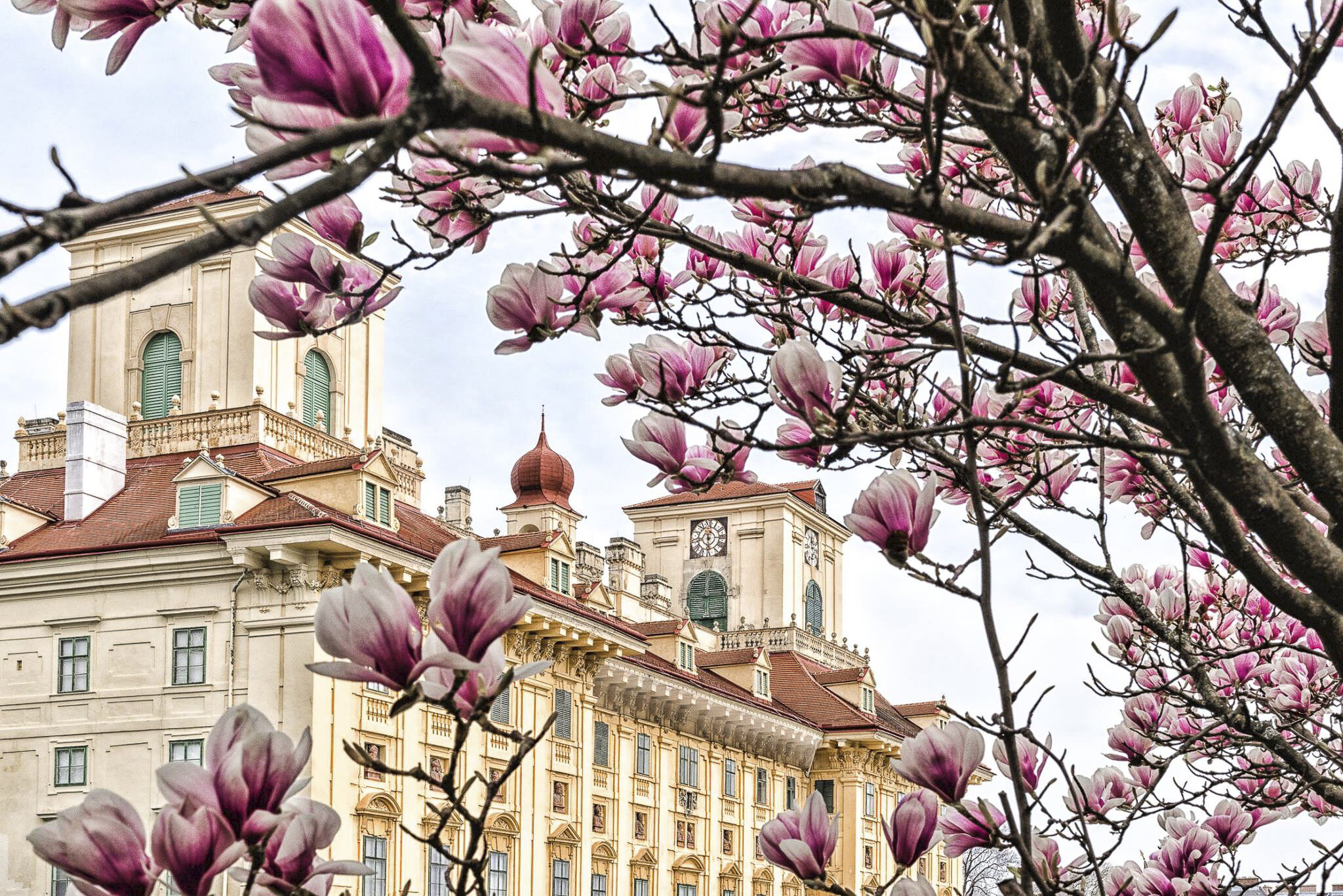 Kwitnące magnolie przed zamkiem Esterhazy w Eisenstadt