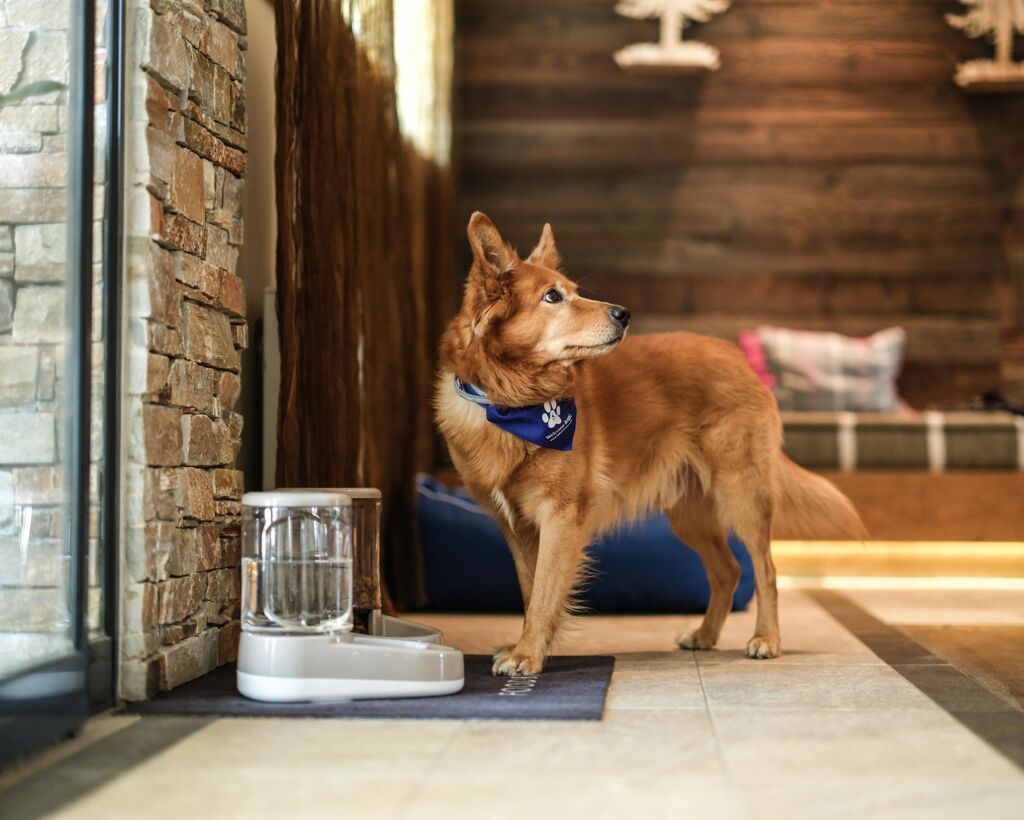 Falkensteiner Hotel Sonnenalpe - Urlaub mit dem Hund