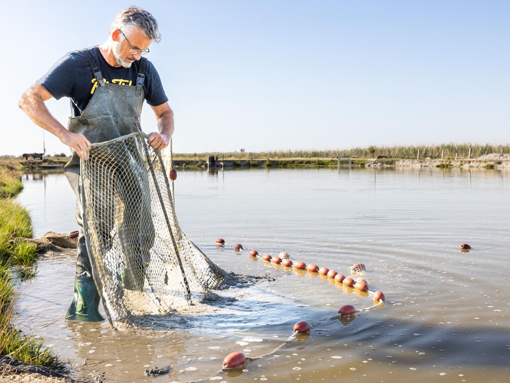 Fisch- und Edelkrebszucht Jungwirth - Ganzjährig fangfrischer Fisch aus dem burgenländischen Seewinkel