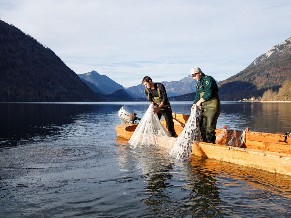 Fischerei Ausseerland - Berufsfischer der Österreichischen Bundesforste beim herbstlichen Lechfischfang am Grundlsee