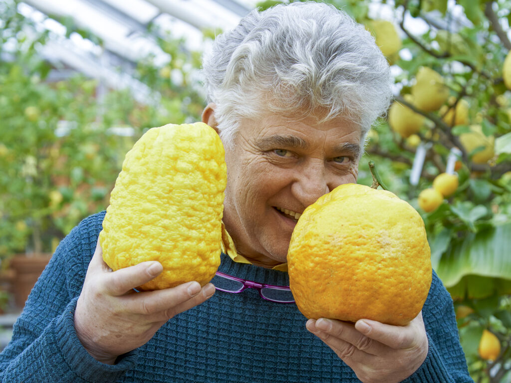 Der Zitrusgarten am Faaker See - Michael Ceron bei der Fruchternte