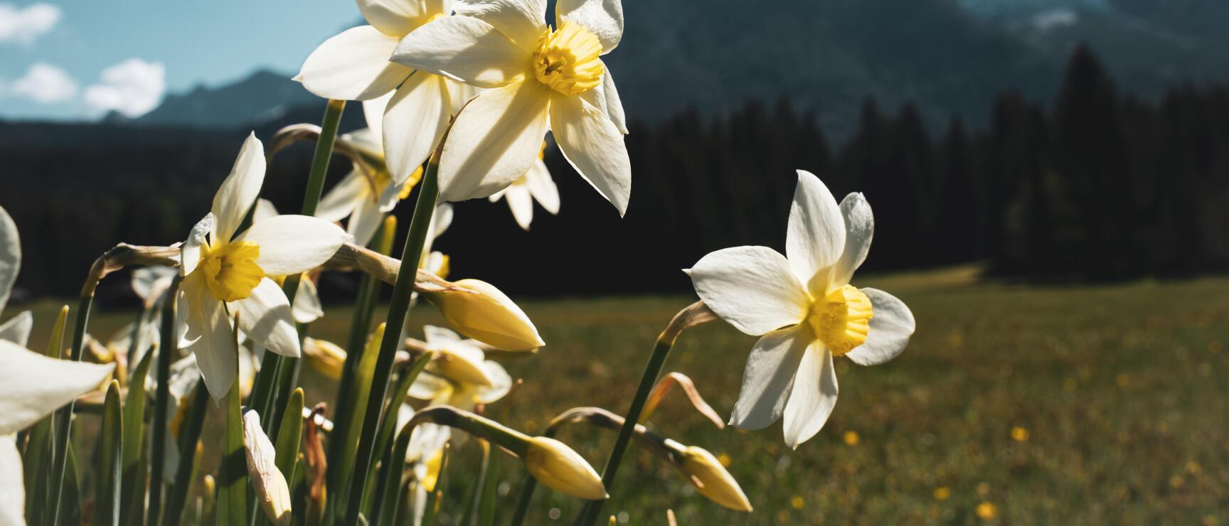 Weiße Narzissen auf einer Bergwiese, felsiger Gipfel mit Schneeresten im Hintergrund.