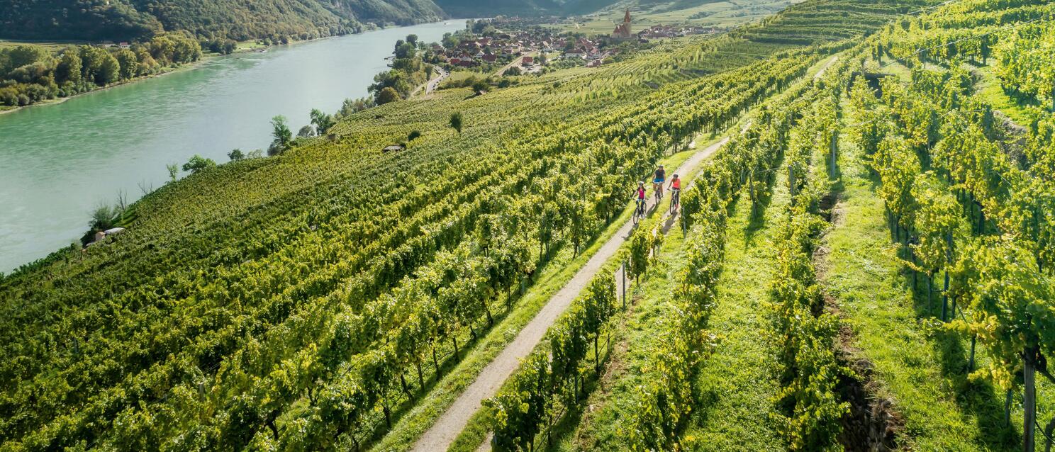 Three cyclists on a path through vineyards, Danube and Weißenkirchen in the Wachau in the background