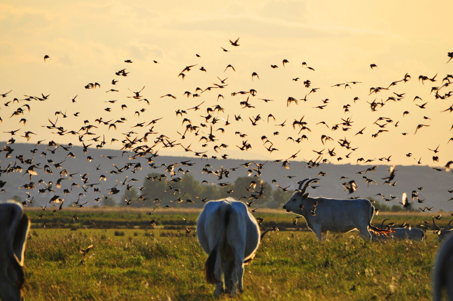 Hungarian longhorns (Grey cattle) in the Neusiedlersee- Seewinkel National Park