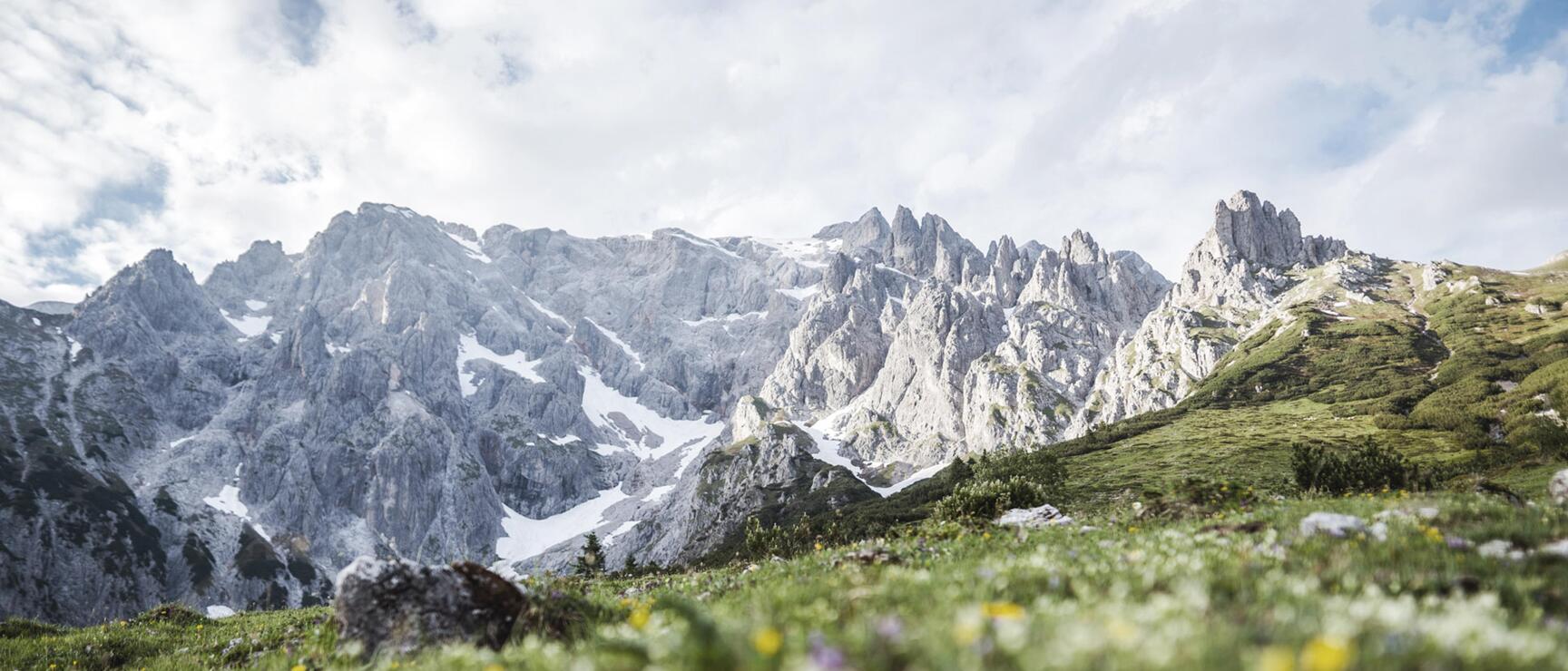 Blooming alpine meadow with yellow and purple flowers, rocky mountain range with snow patches behind.