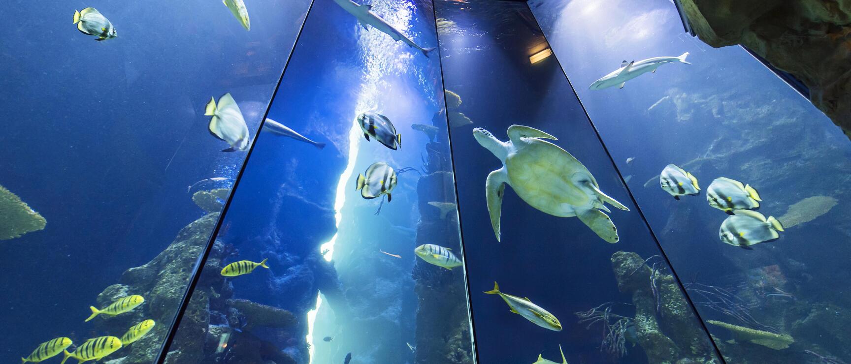 House of the Sea, Vienna