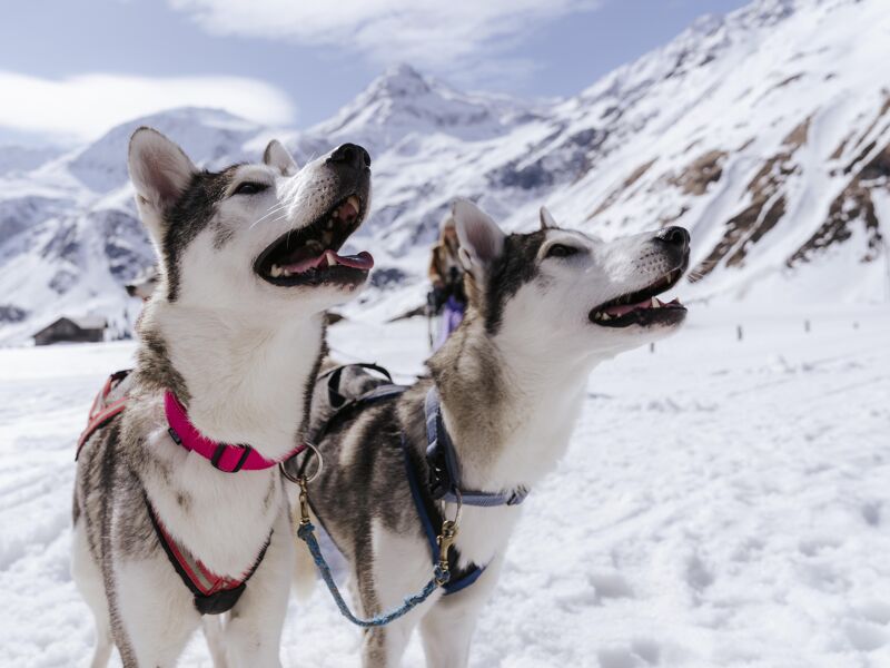 Husky Schlittentour in Sportgastein