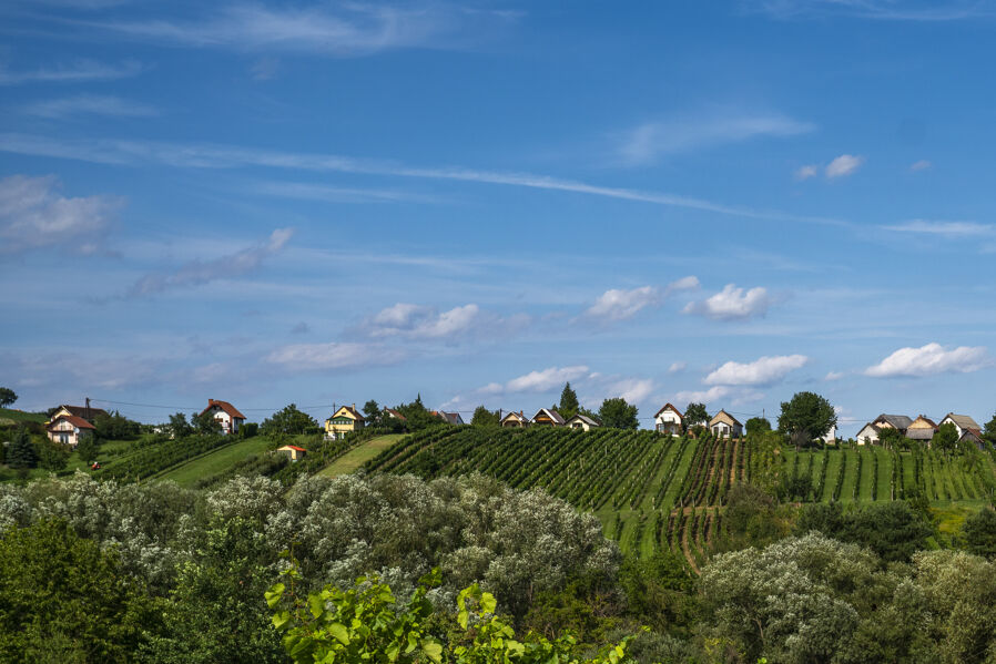 Idyllic vineyards in Southern Burgenland