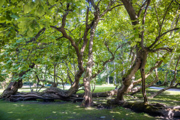 Innsbruck, imperial gardens