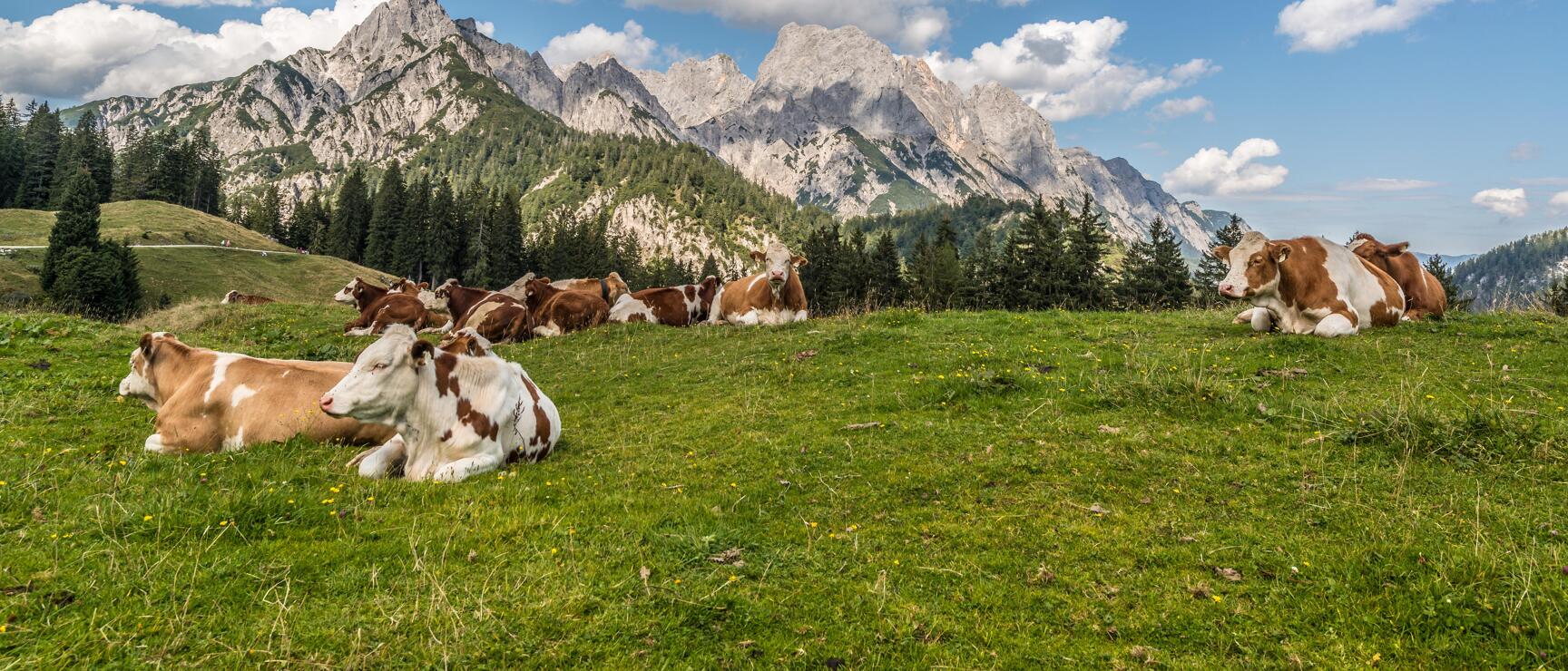 Brown and white cows resting on alpine meadow with rocky mountain peaks and coniferous forests in background.