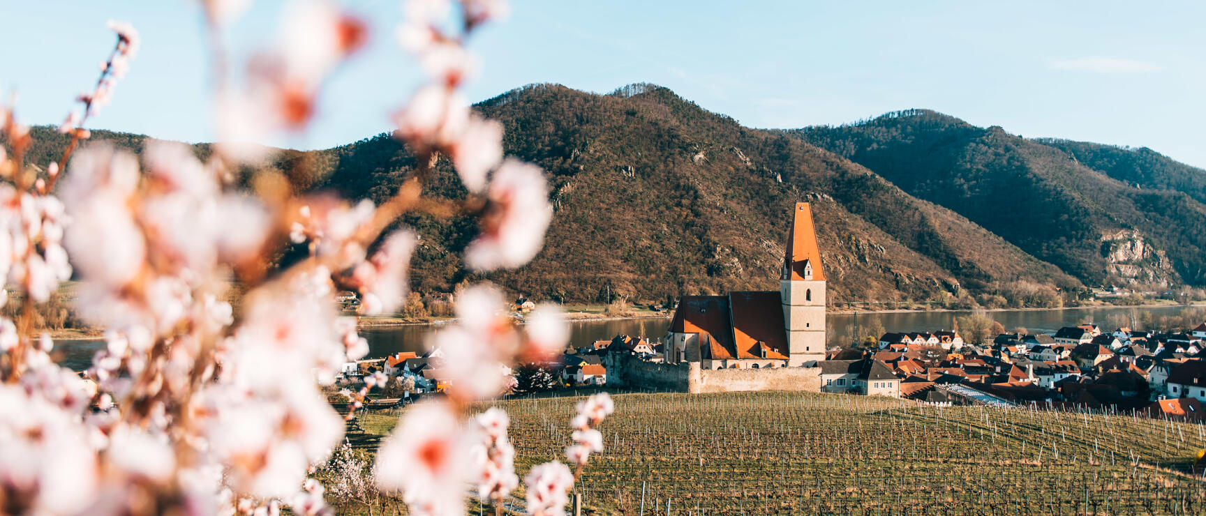 Blooming apricot trees in front of vineyards and church in Weißenkirchen in der Wachau, Danube and hills in the background.
