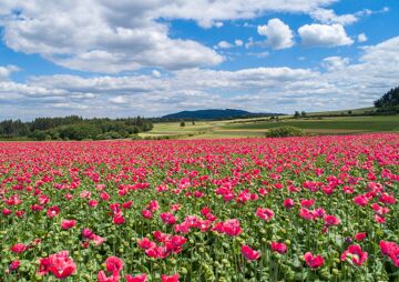 Poppy field in the Waldviertel region