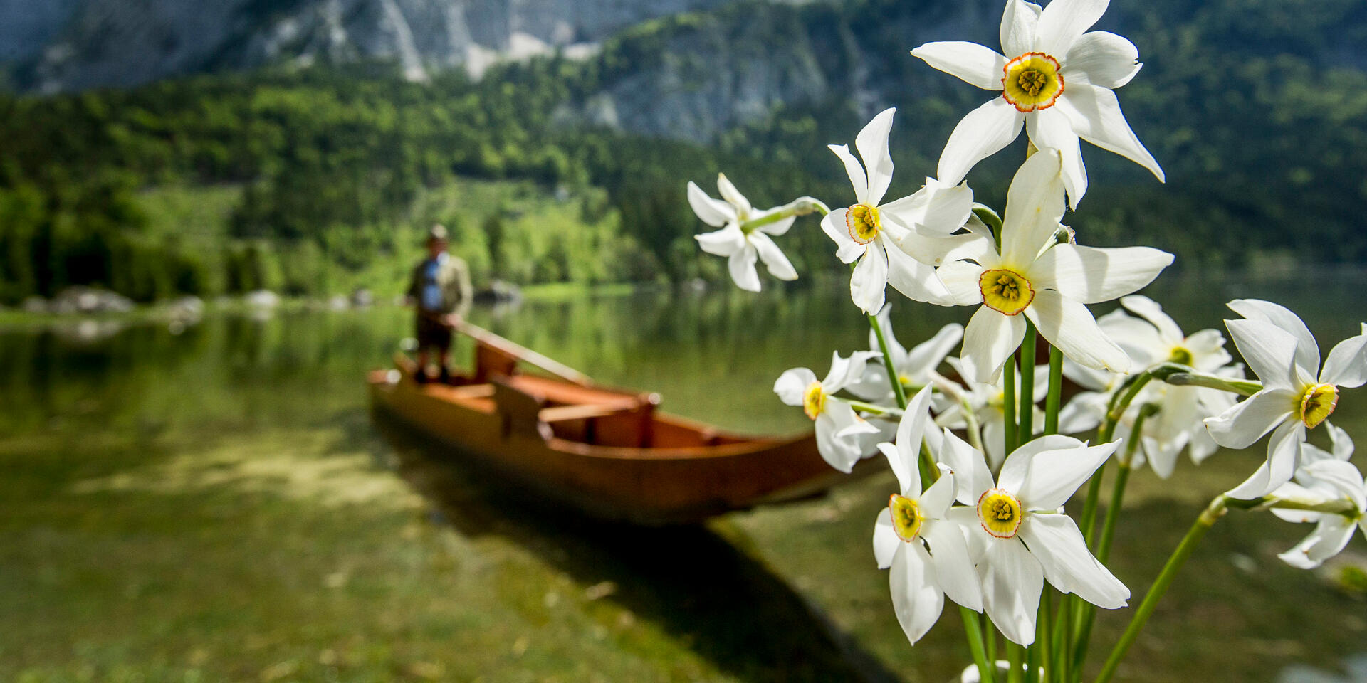 Daffodil and Plätte (boat) at Lake Altaussee © Steiermark Tourismus / Tom Lamm Daffodil and Plätte (boat) at Lake Altaussee