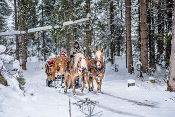 Horse-drawn sleigh ride in winter