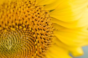 sunflower Burgenland