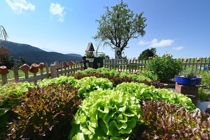 Frischer Salat aus dem eigenen Garten - Urlaub am Bauernhof in Vorarlberg