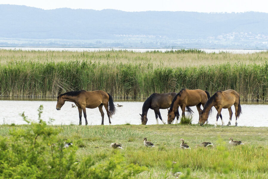 Różnorodna fauna wokół stepowego Jeziora Nezyderskiego