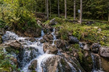 Forest in the Saalachtal valley - Maria-Kirchental