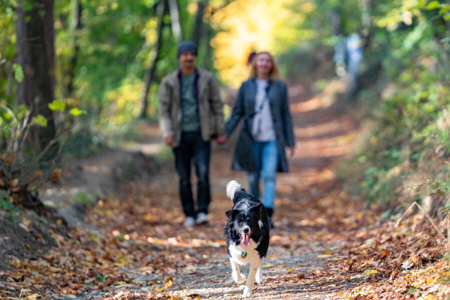 A walk in the forest with the dog in Burgenland