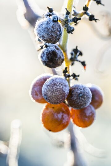 Weintrauben Winter, Burgenland