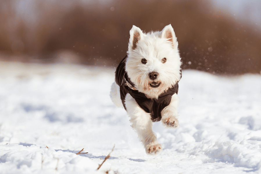 West Highland Terrier a hóban